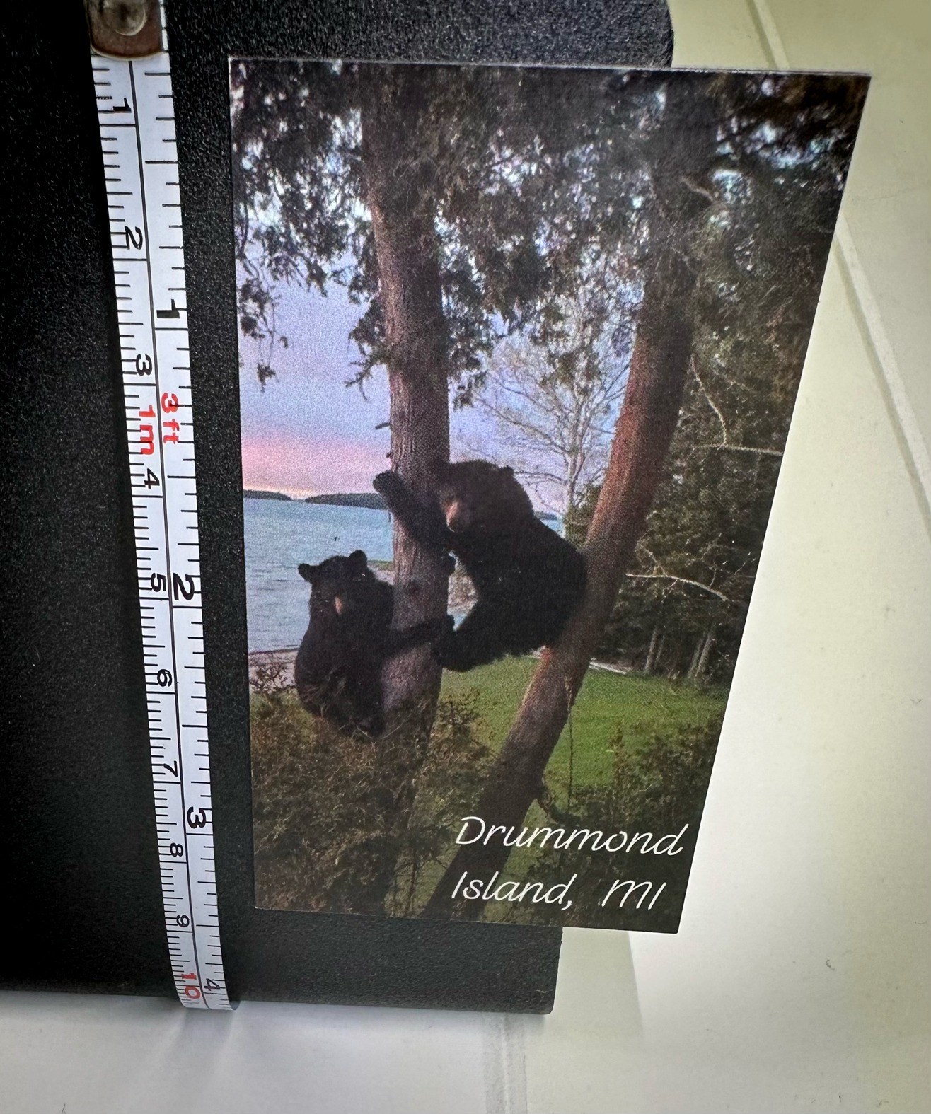 Baby Black Bears Magnet